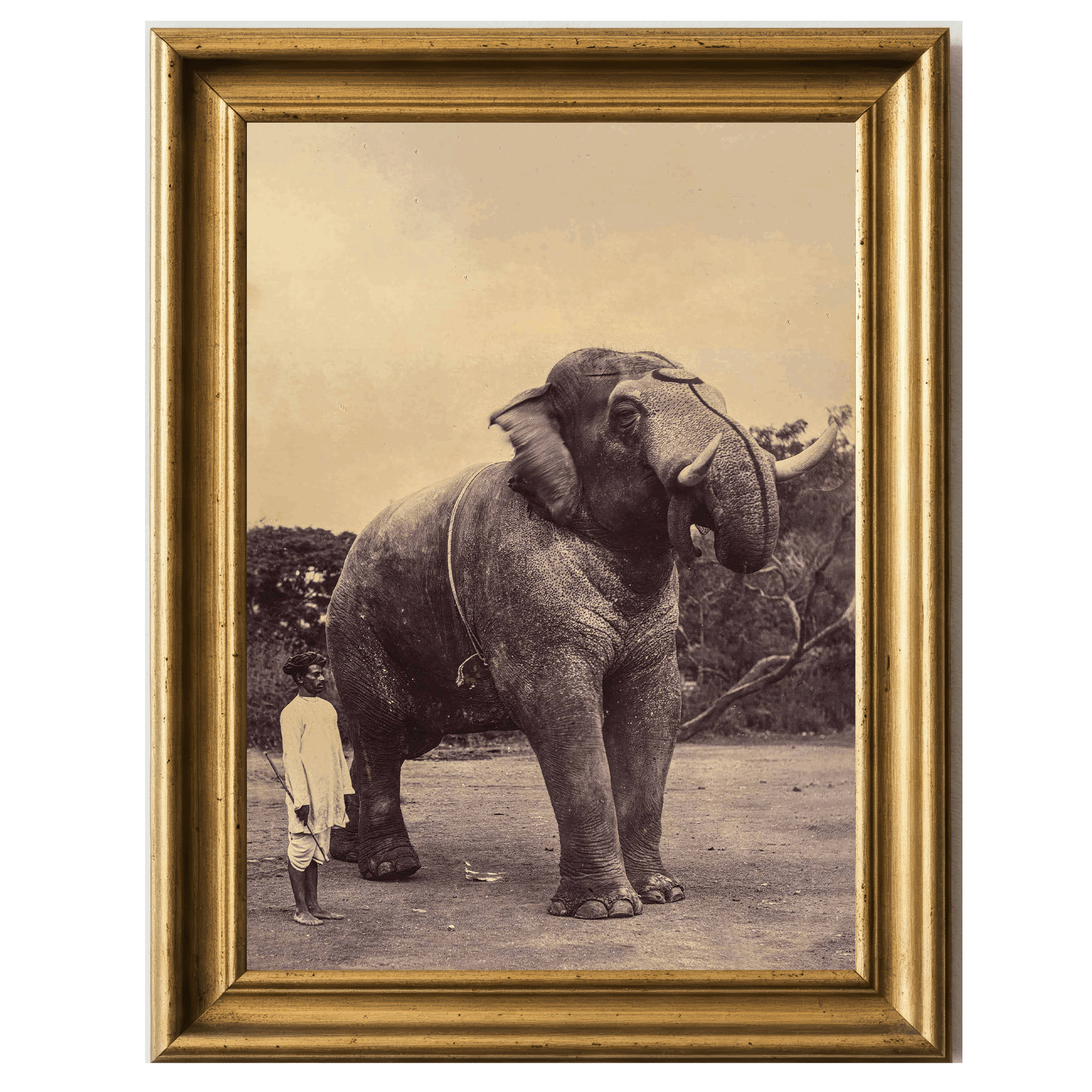 Sepia-toned photograph of a large elephant beside a man holding a stick