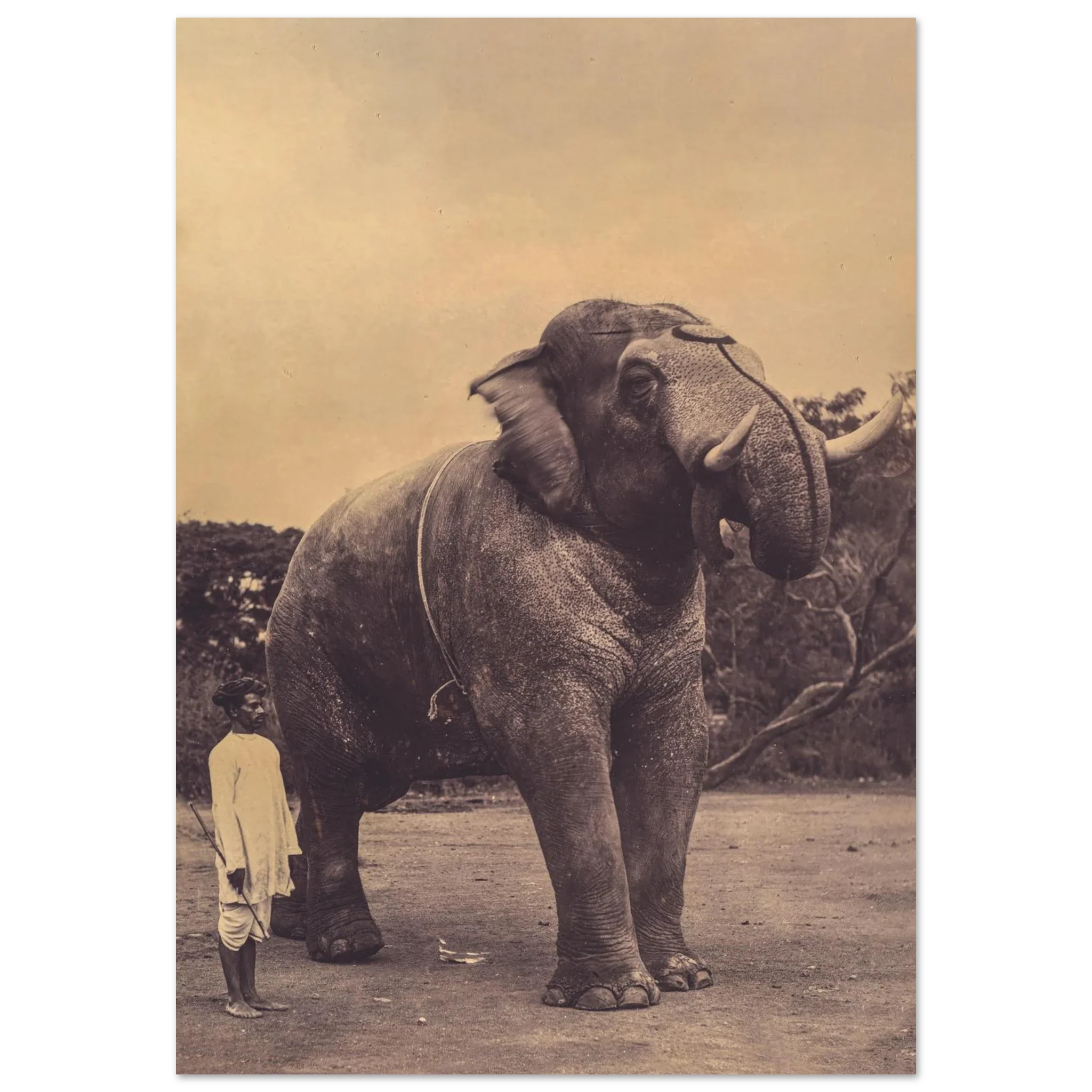 Sepia-toned photograph of a large elephant beside a man holding a stick
